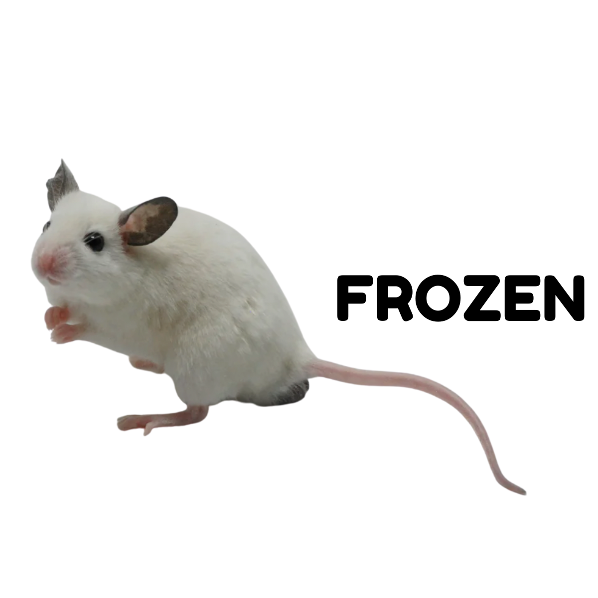 Where Can I Buy Live Feeder Rats at Earl Thompkins blog